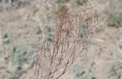 Eriogonum evanidum