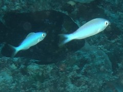 Teixeirichthys jordani