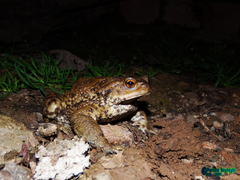 Bufo eichwaldi