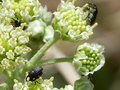 Odontocorynus salebrosus