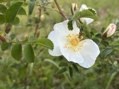 Rosa spinosissima