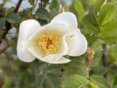 Rosa spinosissima