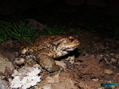 Bufo eichwaldi