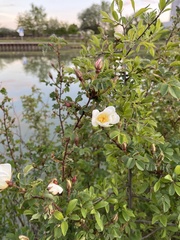 Rosa spinosissima