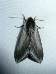 Sphinx perelegans