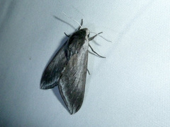 Sphinx perelegans