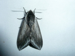 Sphinx perelegans