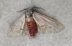 Spilarctia subcarnea