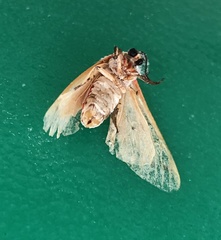 Spilarctia subcarnea