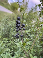 Ligustrum vulgare