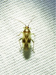 Orthotylus ornatus