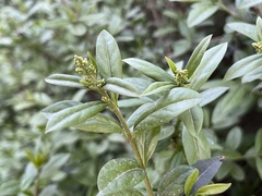 Ligustrum vulgare