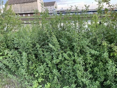Ligustrum vulgare