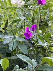 Vicia sativa