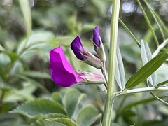 Vicia sativa
