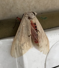 Spilarctia subcarnea