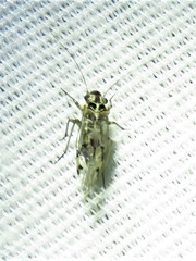 Teliapsocus