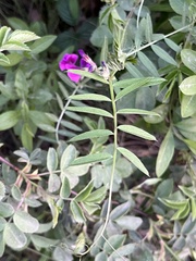 Vicia sativa