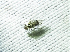 Teliapsocus