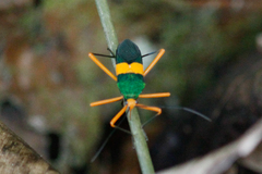 Paryphes