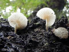 Marasmiellus alliiodorus