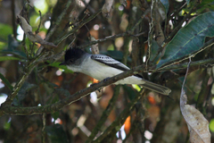 Sirystes albogriseus