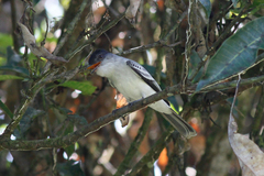 Sirystes albogriseus