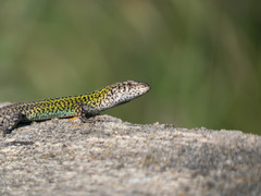 Podarcis carbonelli carbonelli