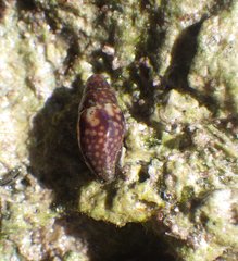 Image of Mitrella ocellata