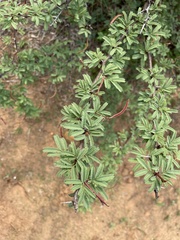 Vachellia schaffneri bravoensis