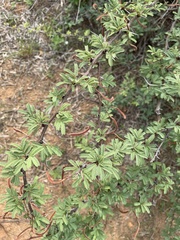 Vachellia schaffneri bravoensis