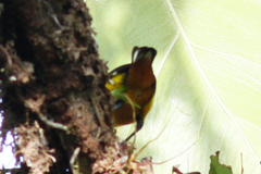 Euphonia fulvicrissa