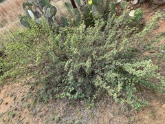 Vachellia schaffneri bravoensis