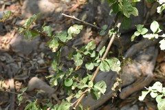 Pisonia capitata