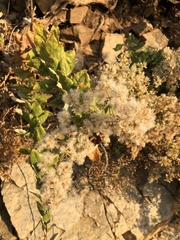 Spinoliva ilicifolia