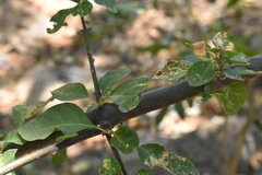 Pisonia capitata