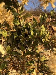 Spinoliva ilicifolia