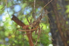 Trichocentrum cebolleta