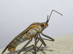 Leptocoris fuscus