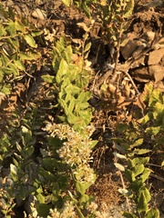 Spinoliva ilicifolia