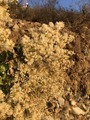 Spinoliva ilicifolia