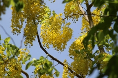 Cassia fistula