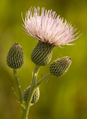 Cirsium nuttalii image
