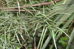 Afrocarpus gracilior