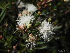 Myrceugenia lanceolata