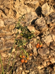 Solanum crispum
