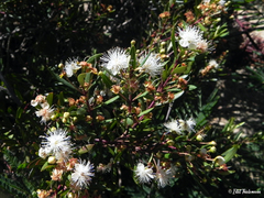 Myrceugenia lanceolata
