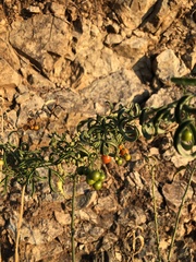 Solanum crispum