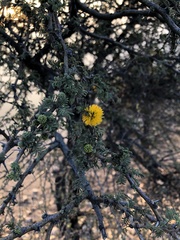 Vachellia caven