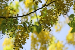 Cassia fistula